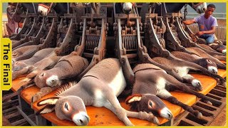 The Whole Truth Inside The World's Largest Donkey Processing Factory | Food Factory