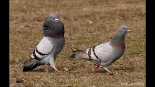 How to tell the Difference between a male and a female pigeon (part 1)