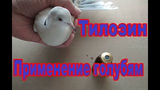 Тилозин. | Применение и дозировка для голубей