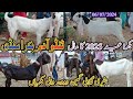 tando Adam Bakra Mandi | Bakra Eid 2025 | patari goat | Latset update today | date 06/07/2024