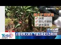 缺水灌溉　台南愛文芒果減產　恐剩3到5成