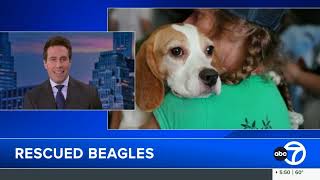 Rescued research Beagles get a second chance at life with Long Island Veterans through Paws of War