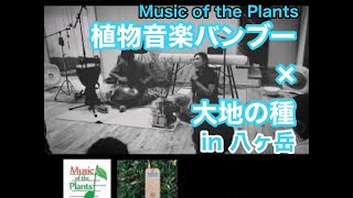 植物音楽デバイスバンブー In 八ヶ岳/Music of the Plants \