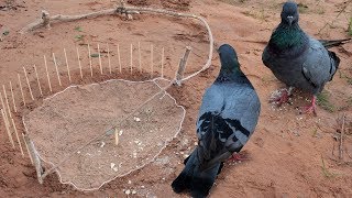 Awesome Quick Bird Trap Using Net Trap Stock Vector - How to make an survival trapping work 100%