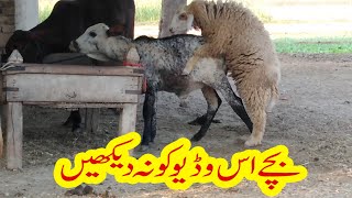 Meeting AND TREATMENT WILDLIFE | UNNATURAL AND MASSIVE ANIMALS MATING IS THE xxx BEST EXPLORE | Tv