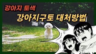 강아지 토색깔 구토 증상과 원인에 대해서 알려드립니다.