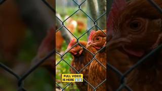 കോഴികൾ മുട്ട കൊത്തി കഴിക്കുന്നു 🥚🥚|Hen Calcium|Kozhi valarthal|Poultry