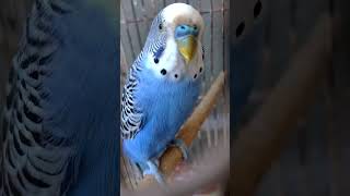 عصافير البادجي الهندي استغربو من صوت الدجاج🙊😂🐦 #bird #عصافير #shortvideo #birds #birdwatching#shorts