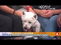 Daytime Buffalo: Pit Stops For Hope | Hope Rises, Alfords Angels, & Rescue Buffalo team up to save p