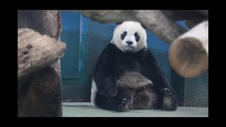 20220107 圓仔點心很會找 隔餐竹葉不想要(午餐) Giant Panda Yuan Zai