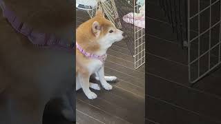 柴犬　その場所は夏だった