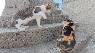 三毛猫がテリトリー外で新しいお友達を作ろうとした結果・・・