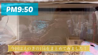 【ハムスター】えのきの1日に半密着！