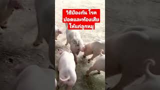 วิธีป้องกันลูกหมูทัองเสียและเป็นโรคปอดหลังหย่านม#ธนสารฟาร์ม #ธนสารการเกษตร #คนเลี้ยงหมู