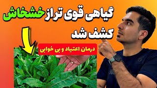 قوی ترین جایگزین خشخاش برای کاهش دردهای و درمان اعتیاد/ گیاهی و دردسترس