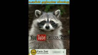 எந்த விலங்கு அழகாக இருக்கும் ஆனால் உணவு திருடும் 🤔 Minutes mystery_Facts Zoid_Voice of biwin_ Info