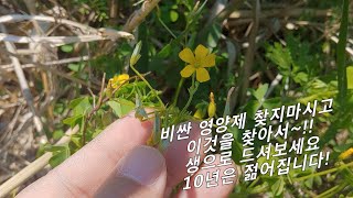 어설픈 영양제보다 100배 좋다!, 면역력 쭉쭉 올려주고 몸속 독소까지 없애주는 최고의 해독제