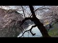 【4k】日英cc字幕 千鳥ヶ淵 2024の桜鑑賞もココで決まり！満開の桜 sakura in chidoriga fuchi edo castle imperial palace tokyo