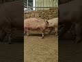 raising pigs in areas 53