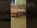 raising pigs in areas 53