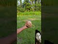 bamboo creation of coconut 🥥 archery hunting diy bambooart bamboo slingshots trending