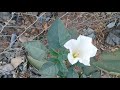 نبتة سامة جداً و مخدرة موجودة في حدائقنا الداتورا poisonous datura plant