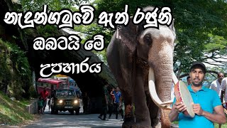 මුලු රටක්ම දන නමනා නැදුන්ගමුවෙ රාජා|Nadungamuwe Raja | viridu asanka