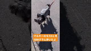 ［5ヶ月子犬］ミックス犬マルキーのモカ1250グラムはじめて歩いたよ　#ミックス犬　#マルキー　#マルーキー　#マルチーズ　#ヨークシャテリア　#mixdog　#マルキーのモカ　#多頭飼い犬　#お散歩