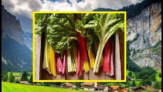 Swiss Chard: History and Top Season