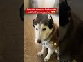 my husky got shocked by it 😱🤣🚨 husky funny doglover