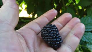 My giant Blackberry Harvest of Spring 2019