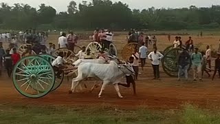 చంద్రయ్యపేట రేసులో మోహన్‌రావు ఎద్దులు#bulllovers #festival #bullrace