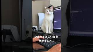 かまって欲しい猫を無視すると…#shorts