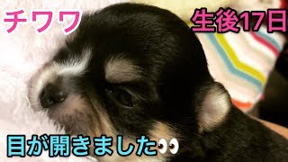 【開眼】チワワの子犬 目があきました♪生後17日・20日　成長記録　Chihuahua's puppy growth record【可愛い】【dog】