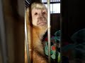 adorable monkey talking