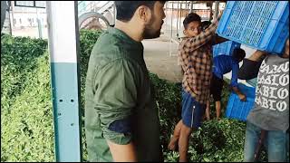 Tea leaves inspection || Dibrugarh || tea business||