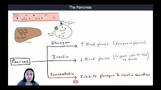 Endocrine System Lecture Part 3: Other Major Endocrine Glands and Their Hormones