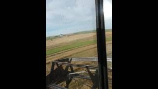 Swathing spring wheat....