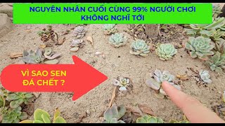 Vì Sao Sen Đá Chết P2, Nguyên Nhân Cuối Cùng 99% Người Trồng Không Nghĩ Tới