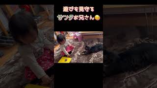 【見守り猫】2歳児の遊びを見守るサンタお兄さん😻12歳♂