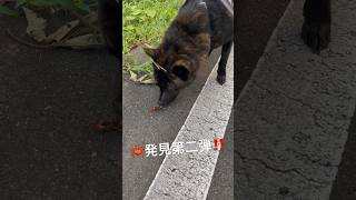 甲斐犬　楽くん散歩中にまた🦀見つける……。パクッ⁉️ #shorts #甲斐犬 #蟹