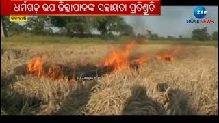 Kalahandi: ଦାଉ ସାଧୁଛି ଚକଡ଼ା ପୋକ! ଶେଷରେ ବିଲରେ ନିଆଁ ଲଗାଇଲେ ଚାଷୀ - Odisha News