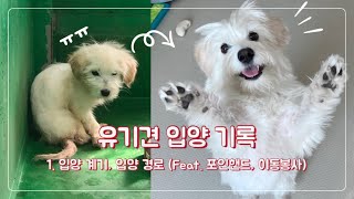 유기견 입양 기록 | 입양 결심 계기, 포인핸드, 이동봉사