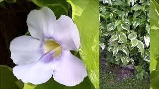 Zone 9b What is a variegated Thunbergia Grandiflora Sky Vine?