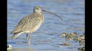 Curlew Sandpiper Bird Call