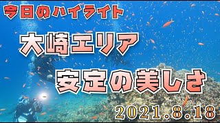 大崎エリア安定の美しさ〜　【沖縄県　石垣島　ダイビング】2021年8月18日のダイビングハイライト