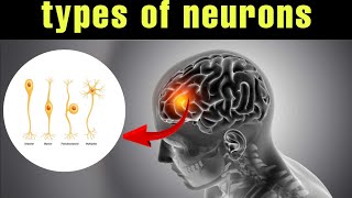 दिमाग के cell न्यूरॉन कितने प्रकार के होते हैं ? types of neuron