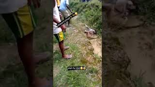 leopard attack # majak nahi #short #viral #video