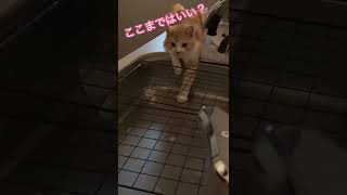 キッチンの中に入ってイタズラしたいけど怒られないようにこちらの様子を伺う猫。#shorts #cat #猫 #かわいい猫 #そら #スコティッシュフォールド #毎日 #ルーティーン #キッチン