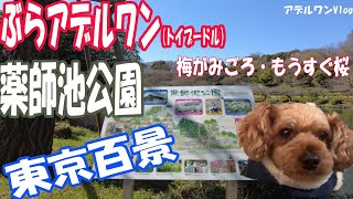 アデルワンVlog：ぶらアデルワン　東京百景　薬師池公園のお散歩動画　（トイプードルのアデルワンVlog ）@AdelOneVlog